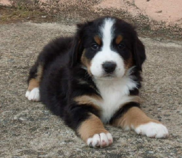 Bernese mountain