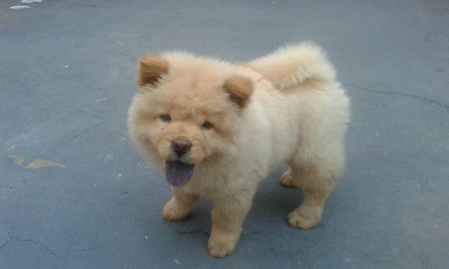 Foto 1 - Chow chow creme