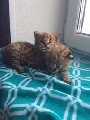 Serval bonito & f1 savana gatinhos disponíveis